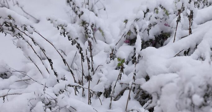 Snow covered branches of dry herbs in winter