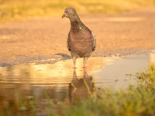 dove, pigeon portrait