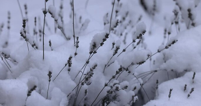 Snow covered branches of dry mints in winter