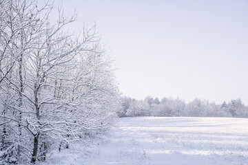 Obraz na płótnie Canvas Frosty trees along a meadow