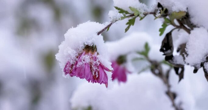 Snow-covered lilac chrysanthemums in the garden