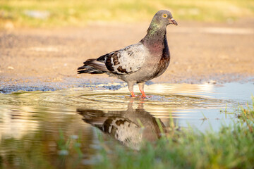 dove, pigeon portrait