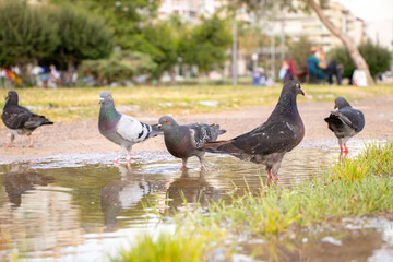 dove, pigeon portrait