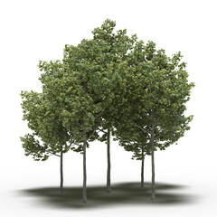 group of trees with a shadow under it, isolated on white background, 3D illustration, cg render