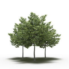 group of trees with a shadow under it, isolated on white background, 3D illustration, cg render