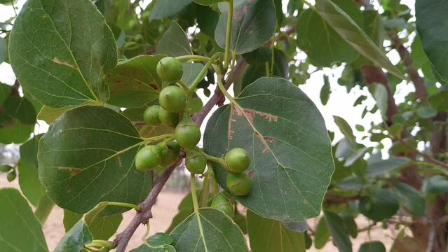 Cordia myxa, Cordia dochotoma plant tree with green hanging fruits closeup shot. 4k clip