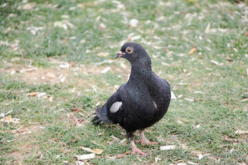 dove, pigeon portrait