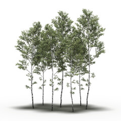 group of trees with a shadow under it, isolated on a transparent background, 3D illustration, cg render
