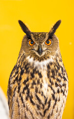 Owl closeup looking at the camera. One animal, nobody, concept for wildness and wildlife.