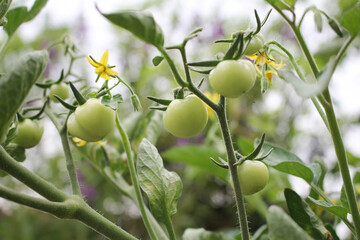 Green Tomatoes Hanging on Branch of the Tree