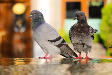 dove, pigeon portrait