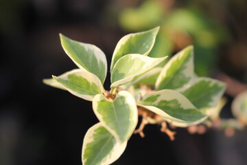 Selective Focus of Leaves on a Branch