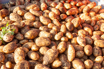 Freshly picked potatoes in the Sila National Park