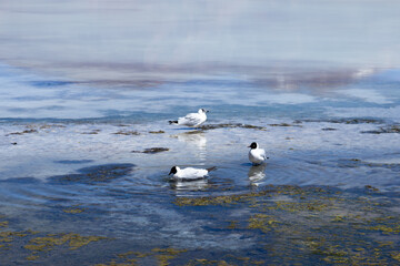Andean gulls foraging for food in the White Lagoon (Laguna Blanca) in the Eduardo Avaroa Andean...