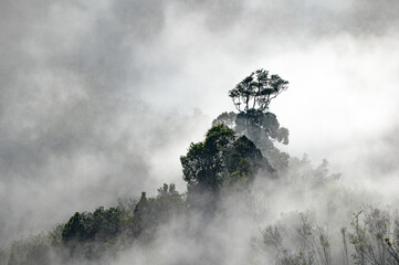 Tree of the top of the mountain in the fog