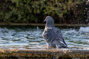 dove, pigeon portrait