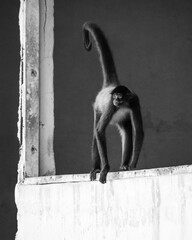 monkey in lost place black and white