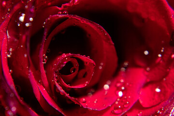 Macro fotografia de una rosa en estudio