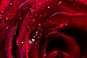 Macro fotografia de una rosa en estudio