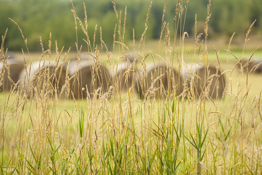 Tall grasses and wheat with hay bales in the background; Thunder Bay, Ontario, Canada