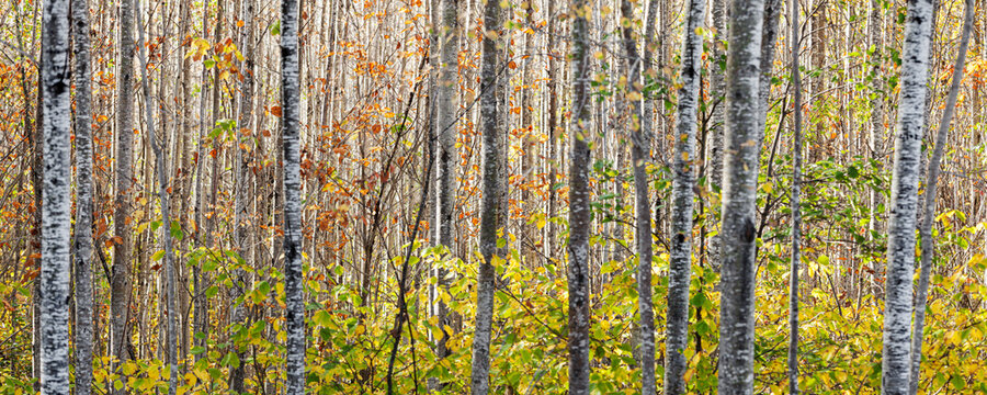 Autumn coloured foliage on the trees in a forest, near Grand Portage; Minnesota, United States of America