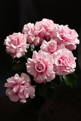 Pink roses on a dark background, French variety