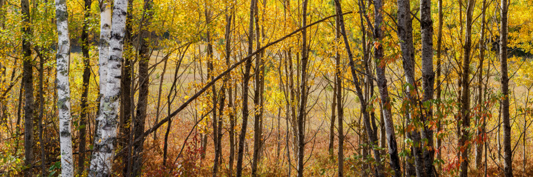 Vibrant colours of autumn trees in Northern Ontario; Thunder Bay, Ontario, Canada