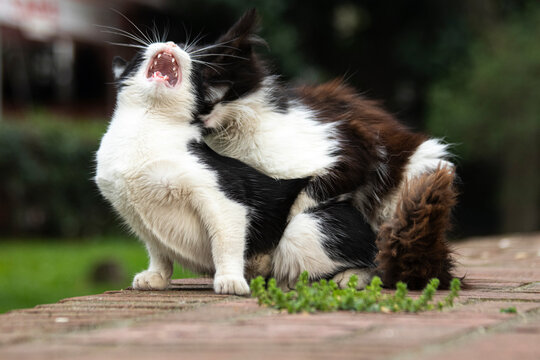 cat, cats mating - portrait of cute cat