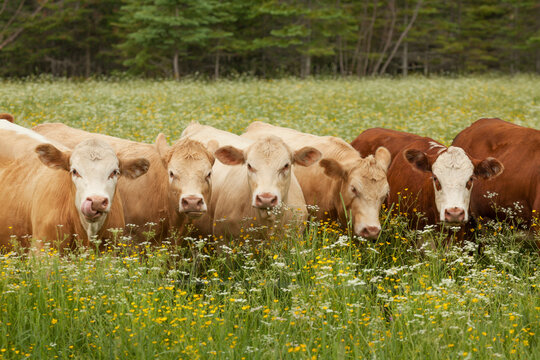 Close-up of a row of cows (Bos taurus) standing in a flowered pasture; Thunder Bay, Ontario, Canada