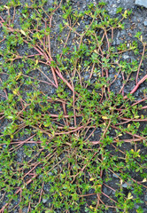 In the soil, like a weed grows purslane (Portulaca oleracea)