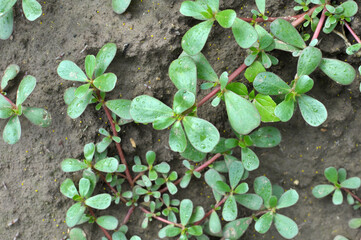 In the soil, like a weed grows purslane (Portulaca oleracea)