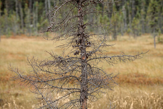 Barren tree in the wilderness; Thunder Bay, Ontario, Canada
