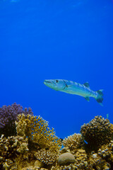Obraz premium A beautiful big barracuda with camouflage in the colourful coral reef in the Red Sea in Egypt. Scuba Diving underwater photography 