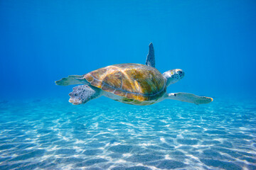 Beautiful Sea Turtle Swimming In The Caribbean Sea. Green Sea Turtle in Blue Waters of Curacao, Aruba, Bonaire, Animal, Scuba Diving, Ocean, Underwater Photography, Snorkeling, Tropical Paradise