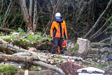 Worker felling and shredding trees, shrubs and bushes