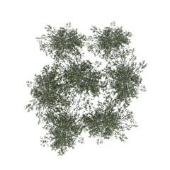 Fototapeta premium group of trees, top view, isolate on a transparent background, 3d illustration