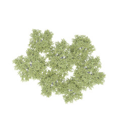 group of trees, top view, isolate on a transparent background, 3d illustration