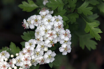 Closeup of Common Hawthorn blossom in spring, Derbyshire England
