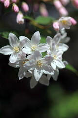 Closeup of Fuzzy Pride of Rochester flowers, Derbyshire England
