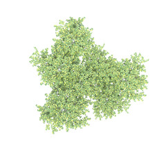 Obraz premium group of trees, top view, isolate on a transparent background, 3d illustration