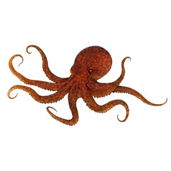 Obraz premium Old Octopus Digital Art By Winters860 Isolated, Transparent Background