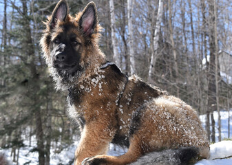 german shepherd dog in snow