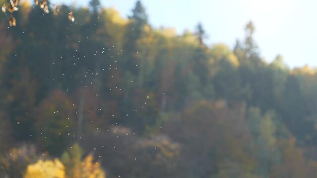 Swarm of white small midges whirl in the forest