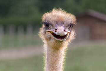 Portrait of a funny ostrich outdoors - obrazy, fototapety, plakaty