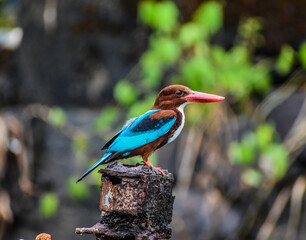 kingfisher on branch