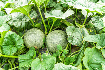 View of cantaloupes growing in farmland in Yunlin, Taiwan.