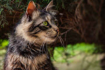 Obraz premium cat, portrait of cute cat