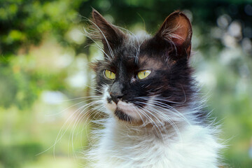 cat, portrait of cute cat