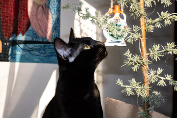 Black cat with Christmas decorations