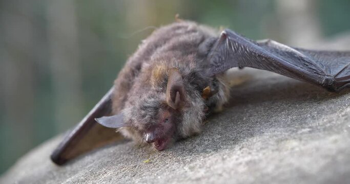 Dead bat lies on the stone in forest. Green little insect crawls on the stone close by her
